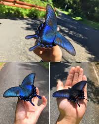 Attēlu rezultāti vaicājumam “Everes argiades underside”