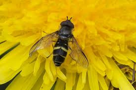 Attēlu rezultāti vaicājumam “Dasysyrphus tricinctus”