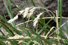 Attēlu rezultāti vaicājumam “Poa pratensis”