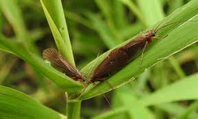 Attēlu rezultāti vaicājumam “Chaetopteryx villosa”