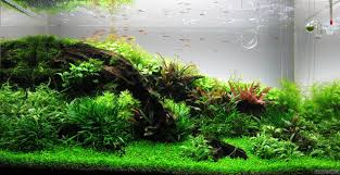 Attēlu rezultāti vaicājumam “Elatine hydropiper leaf”