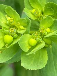 Attēlu rezultāti vaicājumam “Euphorbia helioscopia”