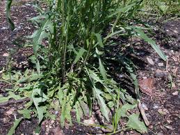 Attēlu rezultāti vaicājumam “Crepis tectorum”