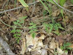 Attēlu rezultāti vaicājumam “Laserpitium pruthenicum”