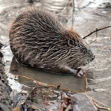 Image result for Castor fiber