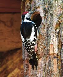 Attēlu rezultāti vaicājumam “Dendrocopos medius adult”