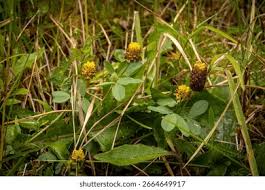 Attēlu rezultāti vaicājumam “Trifolium spadiceum leaf”