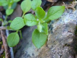 Attēlu rezultāti vaicājumam “Stellaria pallida”