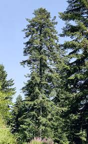 Attēlu rezultāti vaicājumam “Abies alba”