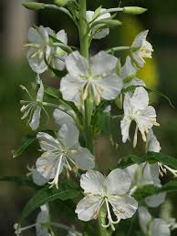 Image result for Epilobium angustifolium