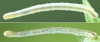 Attēlu rezultāti vaicājumam “Eupithecia subumbrata”