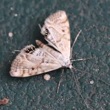 Attēlu rezultāti vaicājumam “Gelechia rhombella”