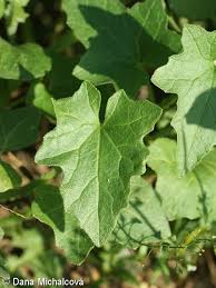 Attēlu rezultāti vaicājumam “Bryonia alba leaf”