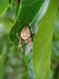 Attēlu rezultāti vaicājumam “Araneus diadematus”
