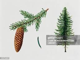 Attēlu rezultāti vaicājumam “Picea abies fruit”