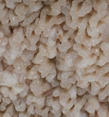 Attēlu rezultāti vaicājumam “Phlebia rufa”