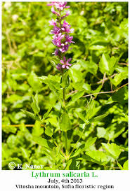 Attēlu rezultāti vaicājumam “Lythrum salicaria fruit”