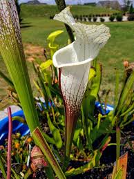 Attēlu rezultāti vaicājumam “Leucogyrophana sororia”