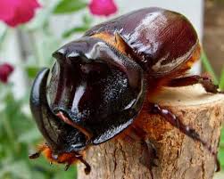 Attēlu rezultāti vaicājumam “Oryctes nasicornis male”