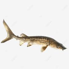Image result for Acipenser oxyrinchus oxyrinchus