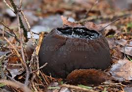 Attēlu rezultāti vaicājumam “Sarcosoma globosum”