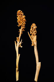 Attēlu rezultāti vaicājumam “Neottia nidus-avis bud”