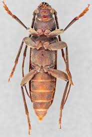 Attēlu rezultāti vaicājumam “Criocephalus rusticus”