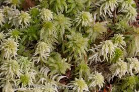 Attēlu rezultāti vaicājumam “Sphagnum molle”