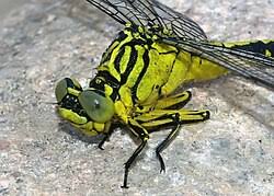 Attēlu rezultāti vaicājumam “Gomphus flavipes”