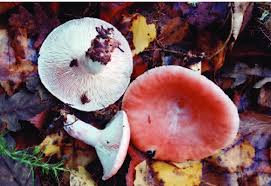 Attēlu rezultāti vaicājumam “Lactarius torminosus”