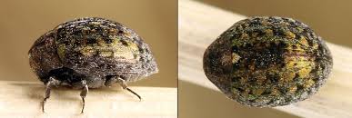 Attēlu rezultāti vaicājumam “Cytilus sericeus”