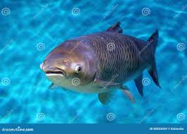 Image result for Hypophthalmichthys nobilis