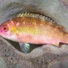 Image result for Raja polystigma