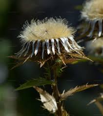 Attēlu rezultāti vaicājumam “Carlina biebersteinii”