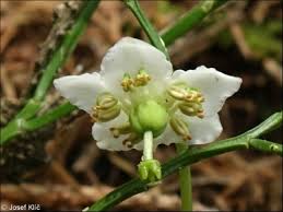 Attēlu rezultāti vaicājumam “Moneses uniflora fruit”