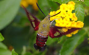 Image result for hawk moth