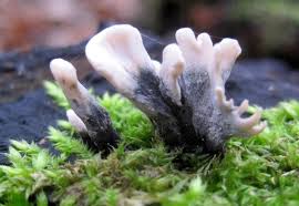 Attēlu rezultāti vaicājumam “Xylaria hypoxylon”