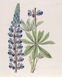 Image result for Lupinus polyphyllus Lindl.
