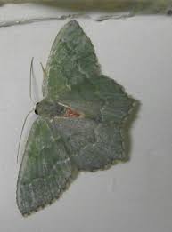 Attēlu rezultāti vaicājumam “Hemithea aestivaria”