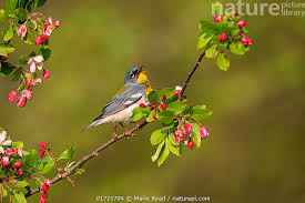 Image result for Parula americana