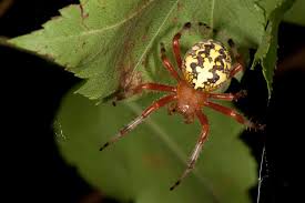 Attēlu rezultāti vaicājumam “Araneus marmoreus”