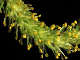 Attēlu rezultāti vaicājumam “Salix x doniana flower”