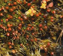 Attēlu rezultāti vaicājumam “Pleuridium subulatum”