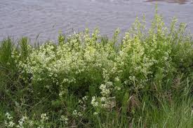 Attēlu rezultāti vaicājumam “Galium album flower”