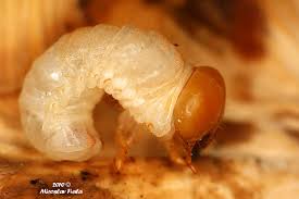 Attēlu rezultāti vaicājumam “Sinodendron cylindricum”