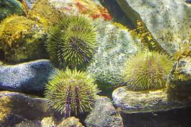 Image result for Strongylocentrotus droebachiensis