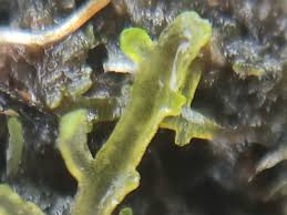 Attēlu rezultāti vaicājumam “Riccardia incurvata”