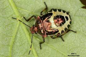 Attēlu rezultāti vaicājumam “Troilus luridus”