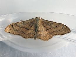 Attēlu rezultāti vaicājumam “Idaea aversata”