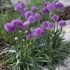 Attēlu rezultāti vaicājumam “Armeria vulgaris leaf”